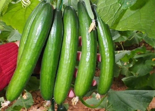 HORMONLAR (BİTKİ GELİŞİM DÜZENLEYİCİLERİ) ÜZERİNDEN YAPILAN POLEMİK