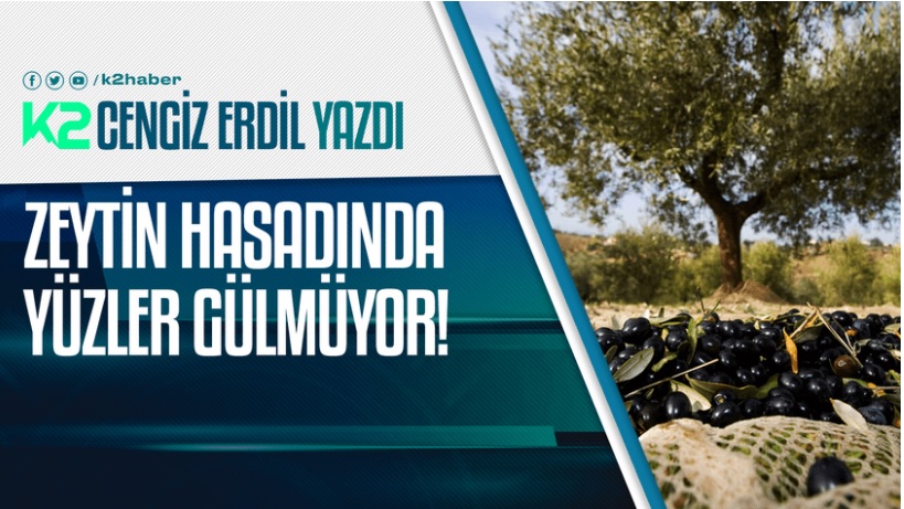 K2 HABER: ZEYTİN HASADINDA YÜZLER GÜLMÜYOR- 2 KASIM 2021