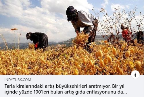 INDEPENDENT TÜRKÇE: TARLA KİRALARI DA EL YAKIYOR... BİR YIL İÇİNDEKİ ARTIŞ YÜZDE 100`Ü GEÇTİ- 13 OCAK 2023